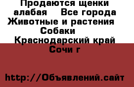 Продаются щенки алабая  - Все города Животные и растения » Собаки   . Краснодарский край,Сочи г.